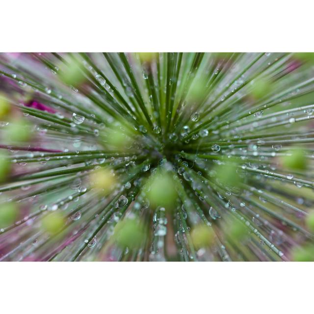 Wet Allium Giganteum by W-ings - Wrapped Canvas Print 17 Stories Size: 61cm H x 91cm W x 3.8cm D on Productcaster.