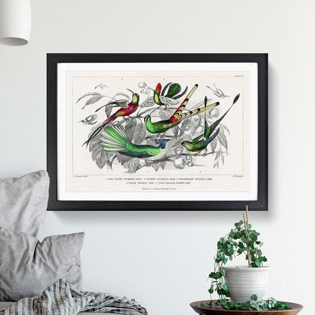 Collection of Hummingbirds PL. 60 by Oliver Goldsmith - Picture Frame Painting East Urban Home Frame Option: Black Framed, Size: 27cm H x 36cm W x 2cm on Productcaster.