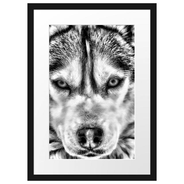 Gerahmtes Poster Husky East Urban Home Größe: 55 cm H x 40 cm B on Productcaster.