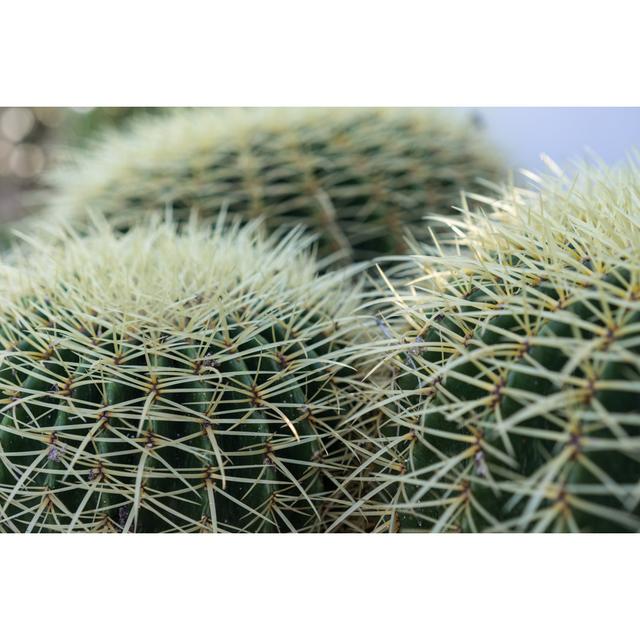 Echinocactus Grusonii - Wrapped Canvas Photograph Natur Pur Size: 51cm H x 76cm W on Productcaster.