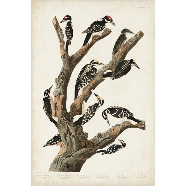 Pl. 417 Marias Woodpecker by John Audubon - Wrapped Canvas Painting Marlow Home Co. Size: 91cm H x 61cm W on Productcaster.