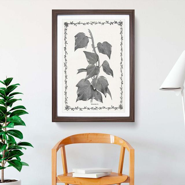 Ivy Melanocarpa by Shirley Hibberd - Picture Frame Painting Print East Urban Home Format: Walnut Framed, Size: 65cm H x 48cm W x 2cm D on Productcaster.