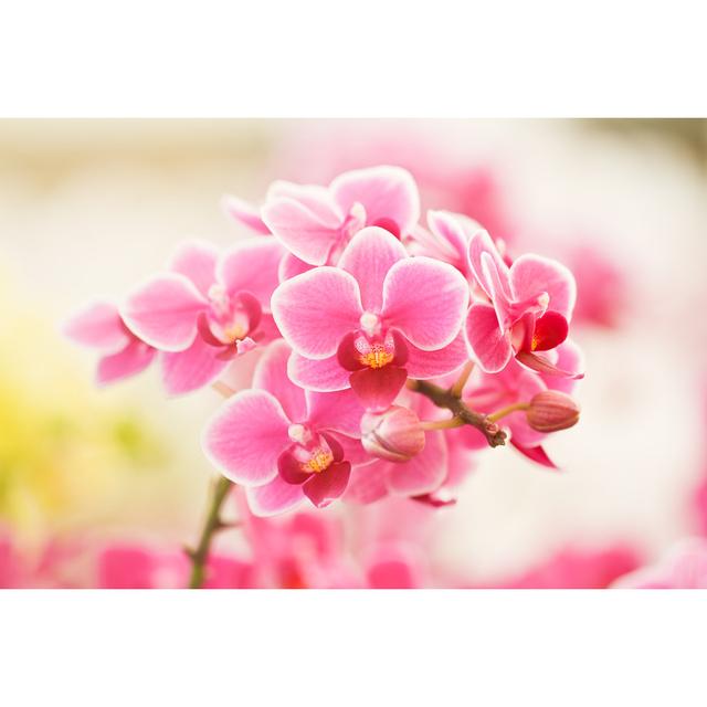 Pink Orchids - Wrapped Canvas Photograph Latitude Run Size: 20cm H x 30cm W x 3.8cm D on Productcaster.