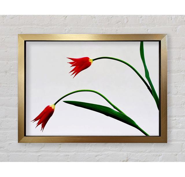 Twin Fire Tulips - Single Picture Frame Print Brayden Studio Size: 59.7cm H x 84.1cm W x 3.4cm D, Format: Bronze Framed Paper on Productcaster.