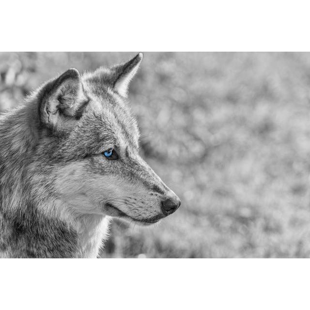 North American Gray Wolf by Dmbaker - Wrapped Canvas Photograph Alpen Home Size: 81cm H x 122cm W on Productcaster.