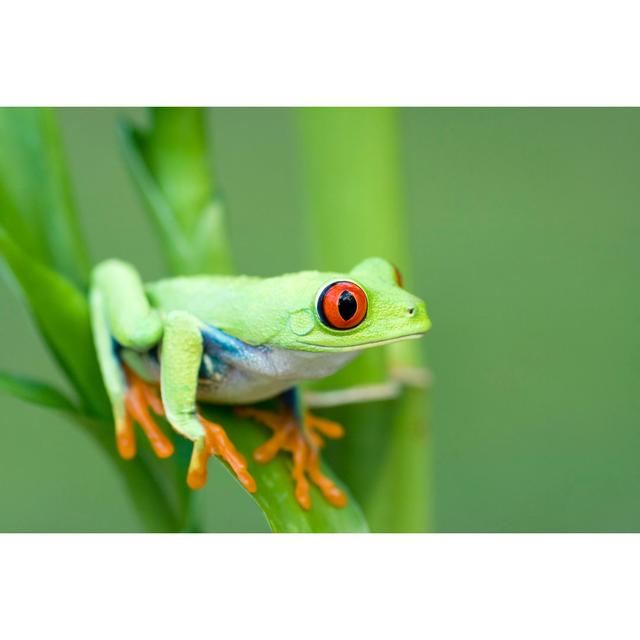 Spring Color Red-eyed Tree Frog by Mark Kostich - No Frame Print on Canvas Latitude Run Size: 51cm H x 76cm W on Productcaster.