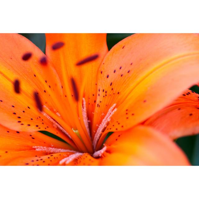 Tiger Lily by H0rde - No Frame Art Prints on Canvas 17 Stories Size: 81cm H x 122cm W on Productcaster.