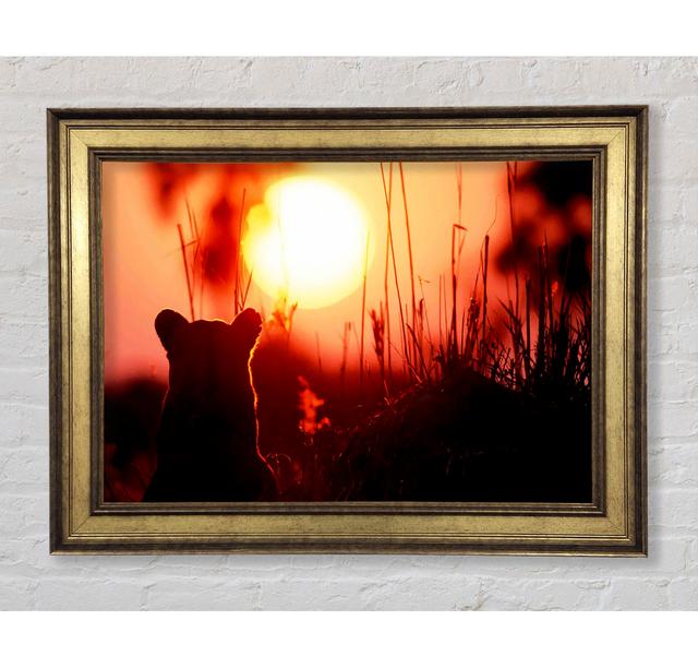 Lion Cub Watching The Sun Go Down Framed Print Bright Star Size: 84.1cm H x 142.2cm W x 8cm D on Productcaster.