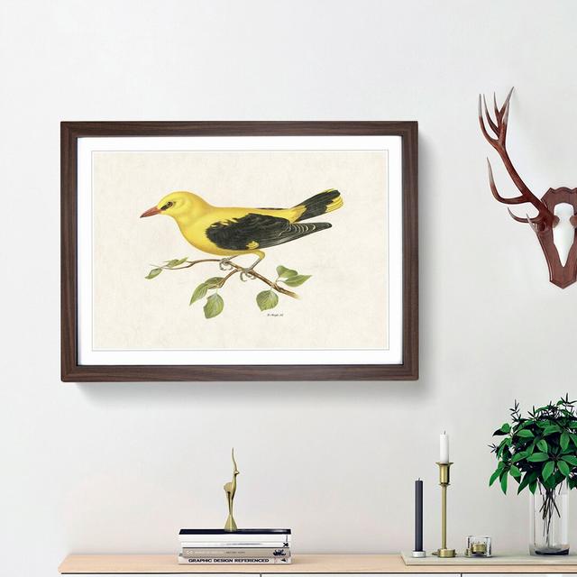 Eurasian Golden Oriole by Von Wright - Picture Frame Painting Print East Urban Home Size: 48cm H x 65cm W x 2cm D, Frame Option: Walnut Framed on Productcaster.