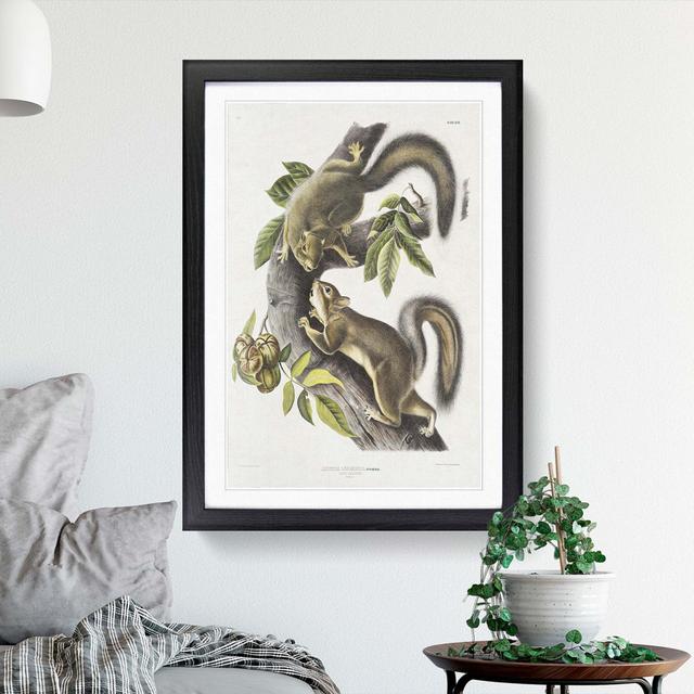 Hare Squirrels by J.W. Audubon - Picture Frame Painting Print East Urban Home Frame Option: Black Framed, Size: 48cm H x 36cm W x 2cm D on Productcaster.