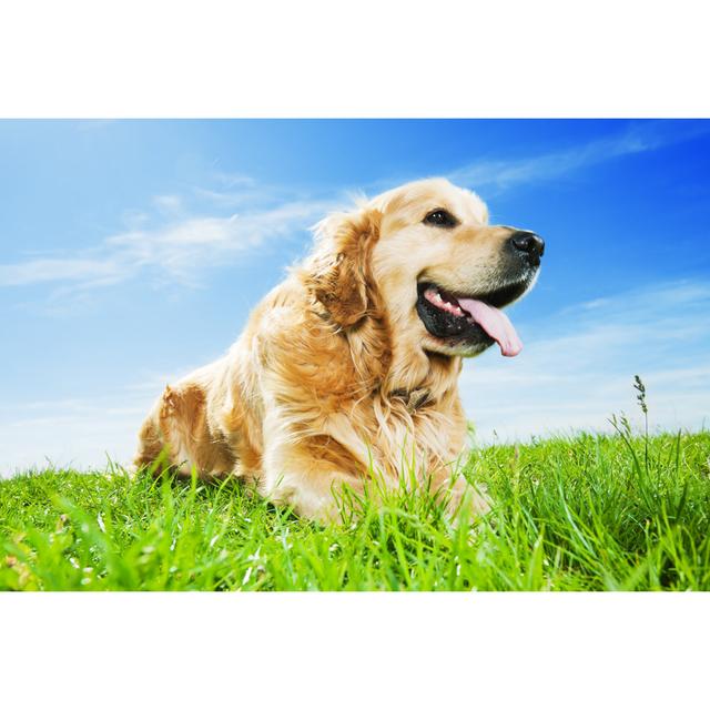 Cute Golden Retriever Dog by Skynesher - Print 17 Stories Size: 81cm H x 122cm W on Productcaster.