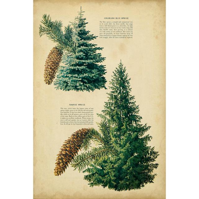 Colorado Spruce And Norway Spruce - Wrapped Canvas Art Prints Union Rustic Size: 76cm H x 51cm W x 3.8cm D on Productcaster.