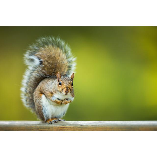 Sciurus Carolinensis by ViktorCap - Wrapped Canvas Photograph Union Rustic Size: 20cm H x 30cm W x 3.8cm D on Productcaster.