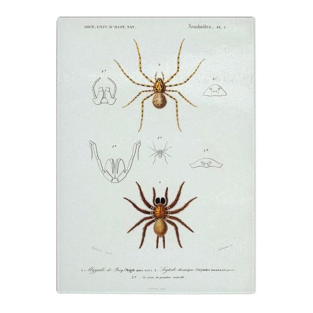 Tempered Glass Spider Illustrations PL. 7 by Charles D' Orbigny Chopping Board East Urban Home Size: 28.5cm W x 39cm L on Productcaster.