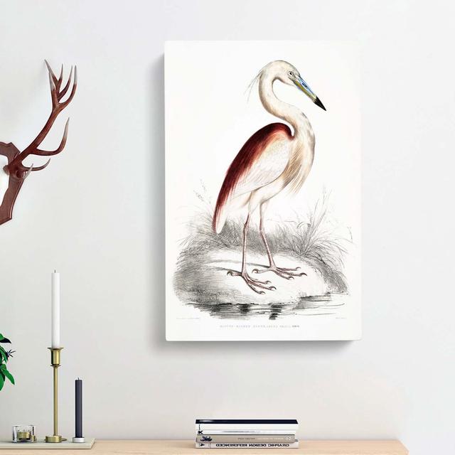 Maroon-Backed Heron by John Edward Gray - Wrapped Canvas Painting Print East Urban Home Size: 76cm H x 50cm W x 3cm D on Productcaster.