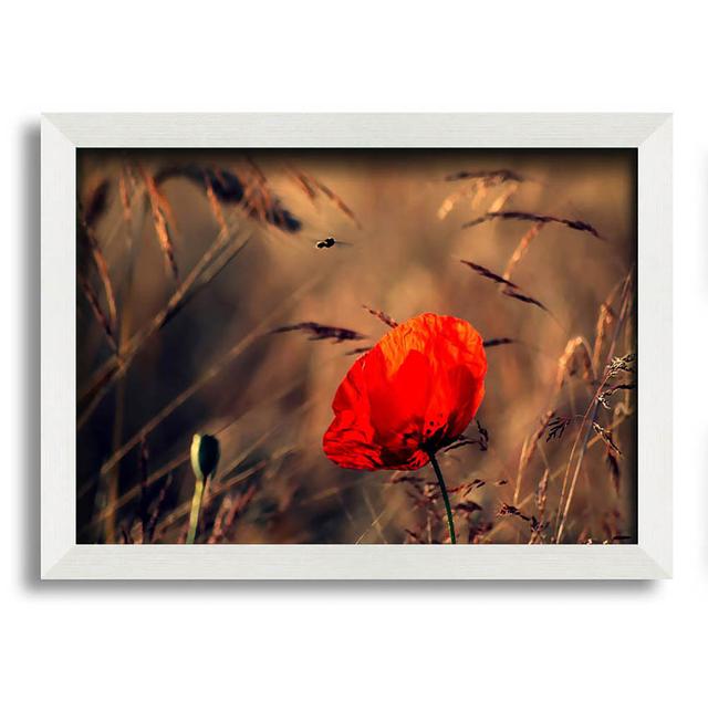 Red Poppy Field in Golden Light - Single Picture Frame Art Prints Brayden Studio Size: 42cm H x 59.7cm W on Productcaster.