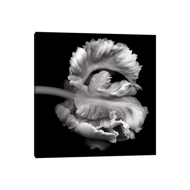 Parrot Tulips XVI, B&W by Magda Indigo - Wrapped Canvas Print Latitude Run Size: 45.72cm H x 45.72cm W x 3.81cm D on Productcaster.