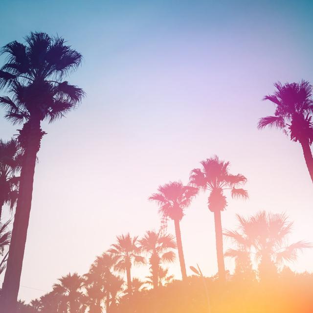 Palm Trees Against The Sunset. by Zolga_F - Wrapped Canvas Print 17 Stories Size: 121.92cm x 121.92cm on Productcaster.