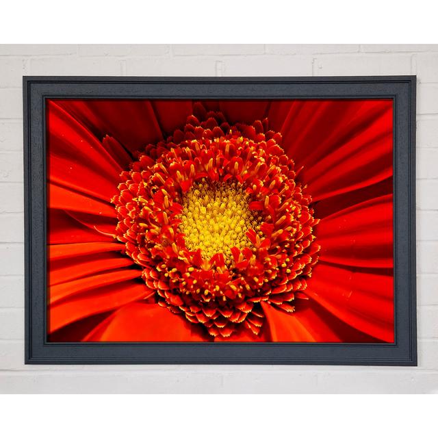 The Centre of a Gerbera - Single Picture Frame Art Prints Ebern Designs Size: 84.1cm H x 118.9cm W on Productcaster.