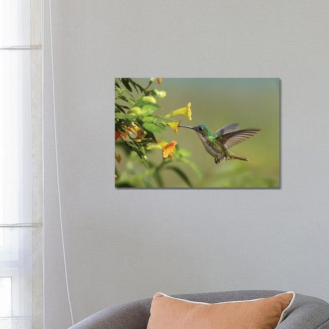 Andean Emerald Hummingbird Feeding On A Yellow Flower, Ecuador by - Wrapped Canvas Photograph Latitude Run Size: 45.72cm H x 66.04cm W x 3.81cm D on Productcaster.