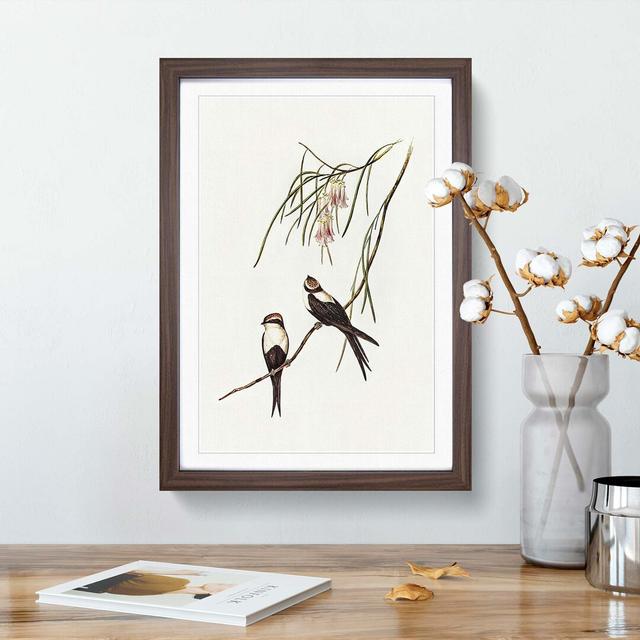 White-Breasted Swallows by Elizabeth Gould - Picture Frame Painting Print East Urban Home Frame Option: Walnut Framed, Size: 65cm H x 48cm W x 2cm D on Productcaster.