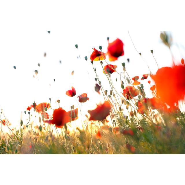 Wonderful Weightless Red Corn Poppies In Meadow Against Sky by Alexxx1981 - No Frame Print on Canvas Latitude Run Size: 51cm H x 76cm W on Productcaster.