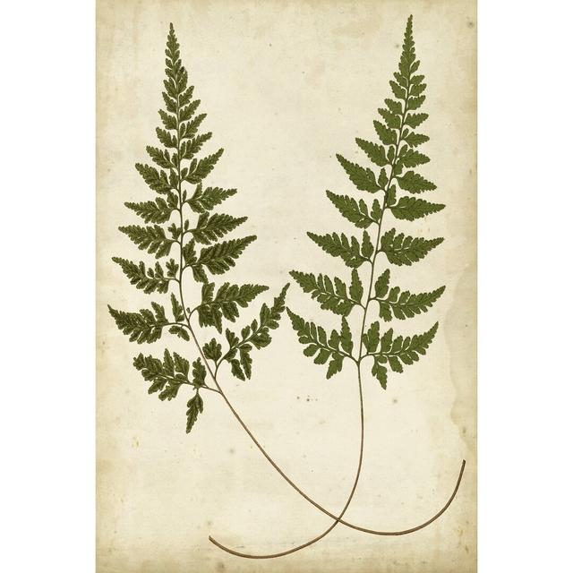 Fern Portfolio I by Francis G. Heath - Wrapped Canvas Painting Fernleaf Size: 122cm H x 81cm W on Productcaster.