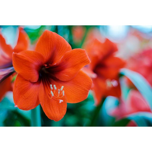 Red Amaryllis Flower by Hidako - Wrapped Canvas Print Marlow Home Co. Size: 20cm H x 30cm W on Productcaster.