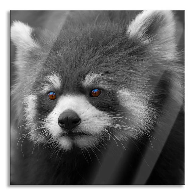 Beautiful Red Panda - No Frame Print on Glass Union Rustic Size: 70cm H x 70cm W x 0.4cm D on Productcaster.