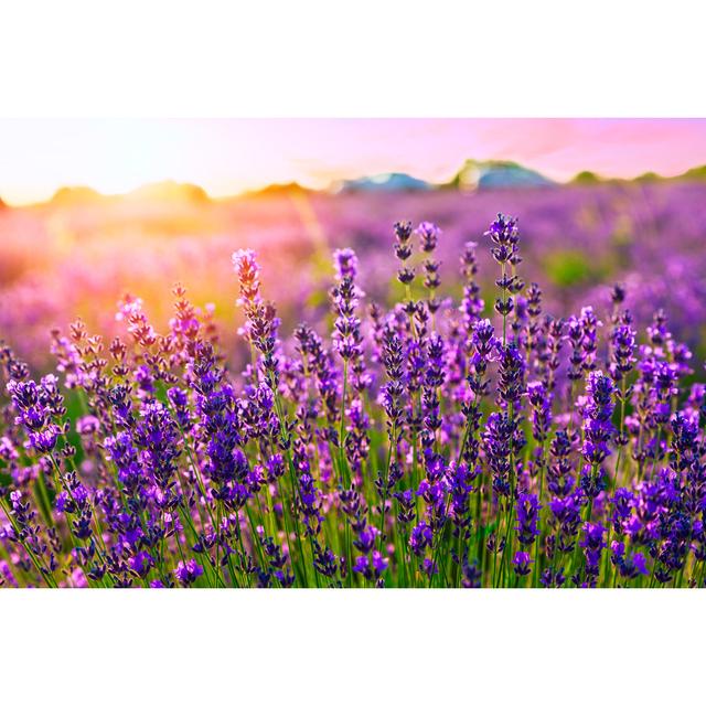 Sunset Over A Violet Lavender Field by Remedios - Wrapped Canvas Print Ebern Designs Size: 20"H x 30"W on Productcaster.