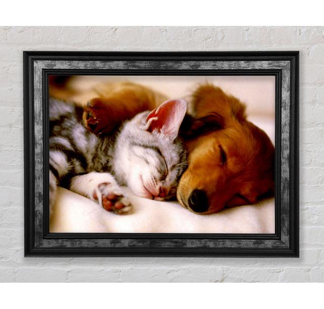 Cute Kitten And Puppy - Single Picture Frame Print Bright Star Size: 21cm H x 29.7cm W on Productcaster.