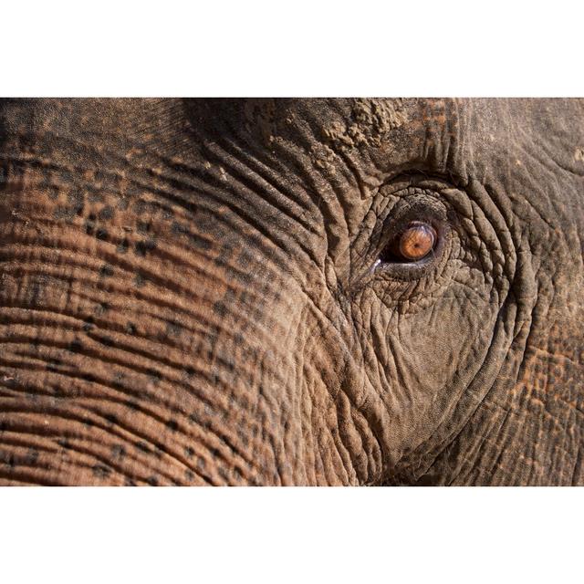 Elephant Eye by Dimasu - Wrapped Canvas Photograph Latitude Run Size: 81cm H x 122cm W on Productcaster.