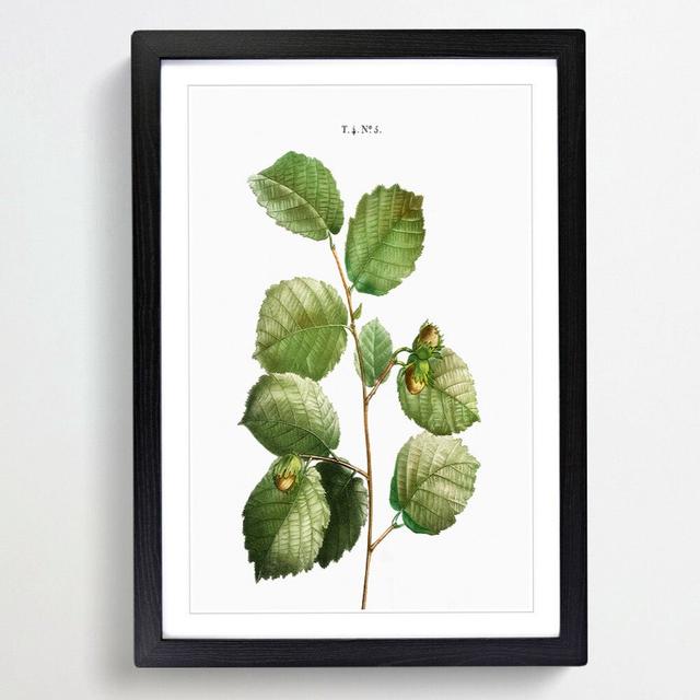 Hazelnut Tree Branch by Pierre-Joseph Redoute - Picture Frame Painting Print East Urban Home Size: 65cm H x 48cm W x 2cm D, Frame Option: Black Framed on Productcaster.