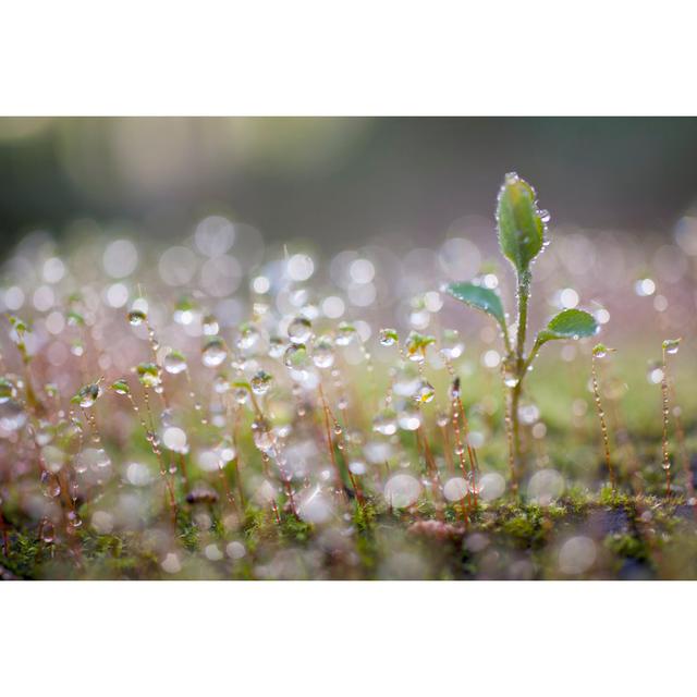 Green Sprout Growing by Oluolu3 - Wrapped Canvas Photograph Ebern Designs Size: 20cm H x 30cm W x 3.8cm D on Productcaster.