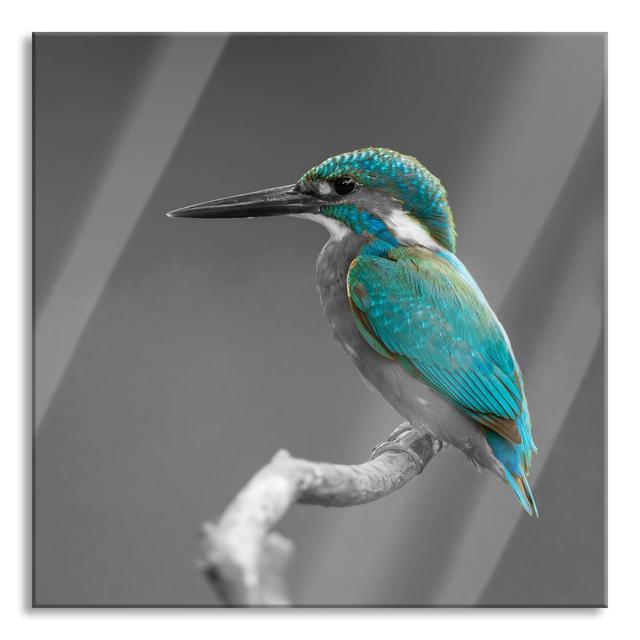 Beautiful Kingfisher on a Branch - Unframed Photograph on Glass Brayden Studio Size: 60cm H x 60cm W x 0.4cm D on Productcaster.