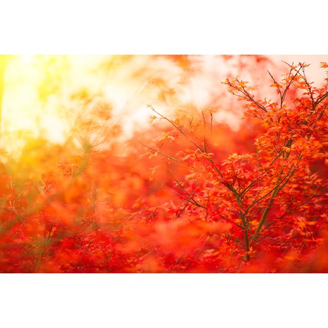 Herbst Rote Ahornblätter Hintergrund von XH4D - Ohne Rahmen Kunstdrucke auf Leinwand 17 Stories Größe: 80 cm H x 120 cm B on Productcaster.