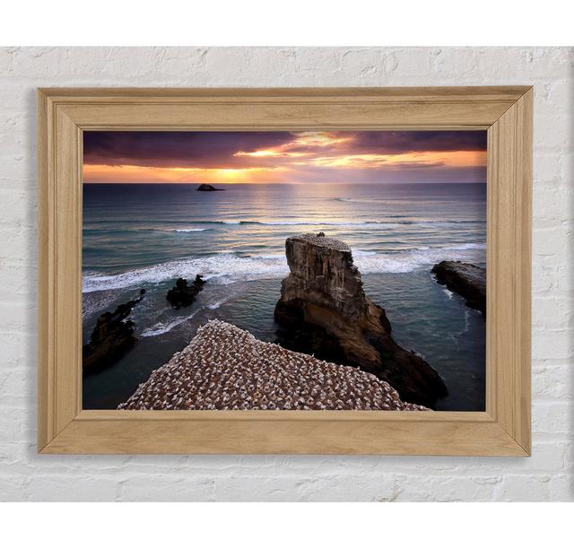 Gannet Colony - Single Picture Frame Art Prints Bright Star Size: 21cm H x 42cm W x 8cm D on Productcaster.