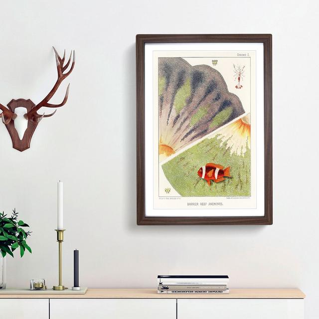 Great Barrier Reef Anemones II by W. Saville-Kent - Picture Frame Painting Print East Urban Home Frame Option: Walnut Framed, Size: 36cm H x 27cm W x on Productcaster.