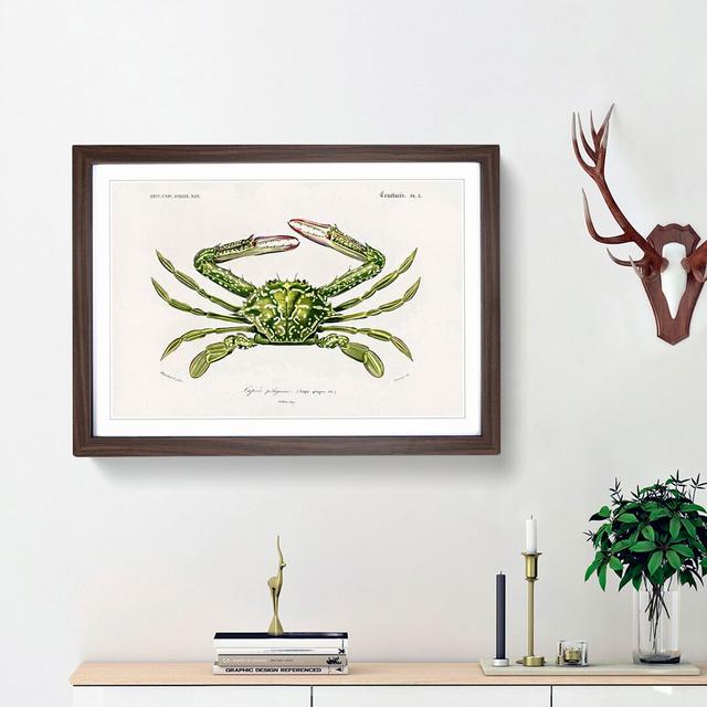 Green Crab by Charles d' Orbigny - Picture Frame Painting Print East Urban Home Size: 36cm H x 48cm W x 2cm D, Frame Option: Walnut Framed on Productcaster.