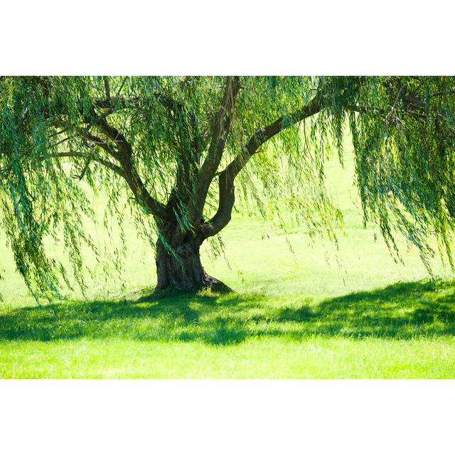 Weeping Willow Tree In Summer by Wanderluster - Wrapped Canvas Print 17 Stories Size: 20cm H x 30cm W x 3.8cm D on Productcaster.