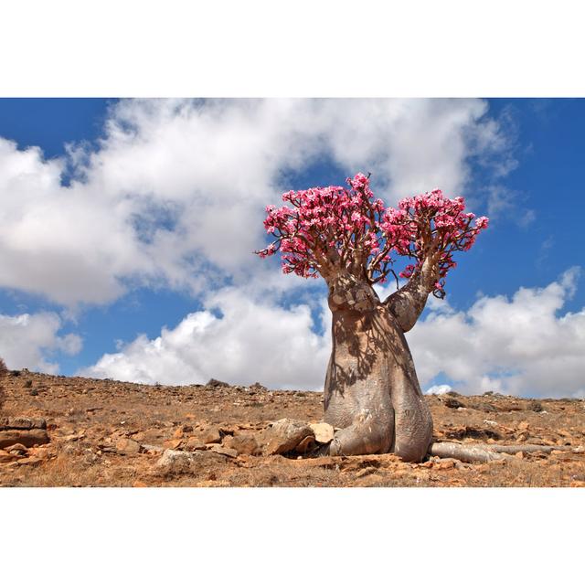 Bottle Tree - Endemic of Socotra Island by Zanskar - Wrapped Canvas Photograph Union Rustic Size: 50.8cm H x 76.2cm W on Productcaster.