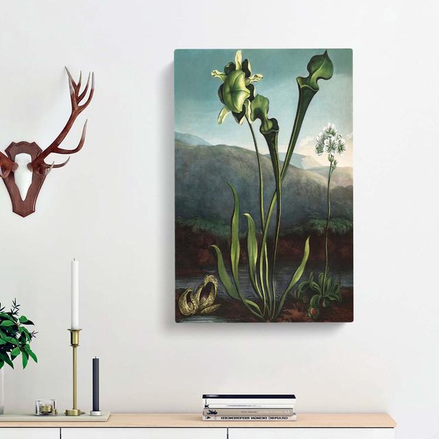 Bog Plants by R.J. Thornton - Wrapped Canvas Painting Print East Urban Home Size: 76cm H x 50cm W x 3cm D on Productcaster.