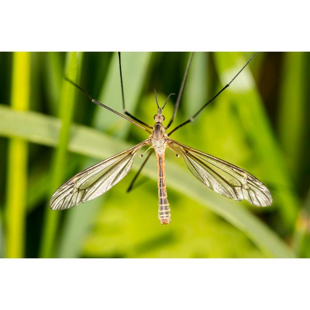 Tipula Oleracea - Print 17 Stories Size: 80cm H x 120cm W x 1.8cm D on Productcaster.