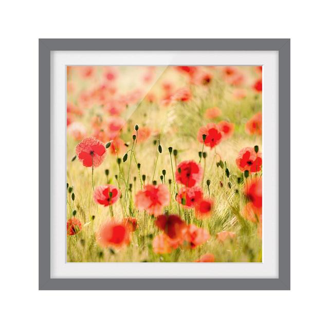 Summer Poppies - Picture Frame Photograph Rosalind Wheeler Size: 70cm H x 70cm W x 2cm D, Frame Option: Grey Framed on Productcaster.