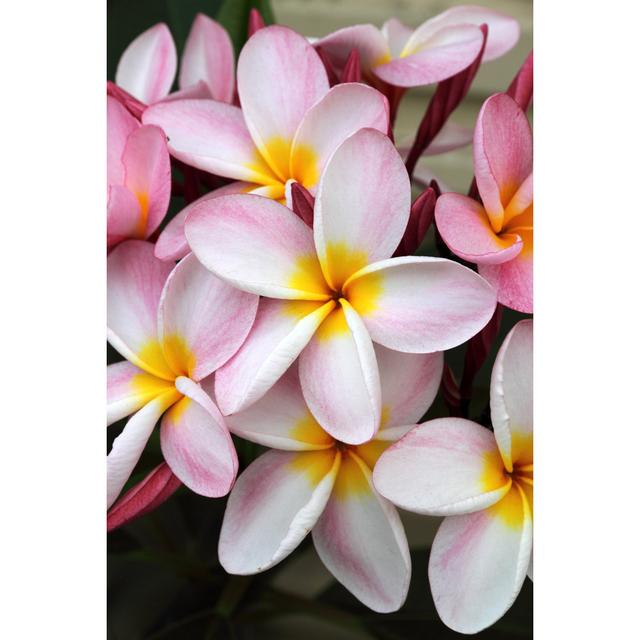 Pink Frangipani Flower - Wrapped Canvas Print 17 Stories Size: 91cm H x 61cm W on Productcaster.