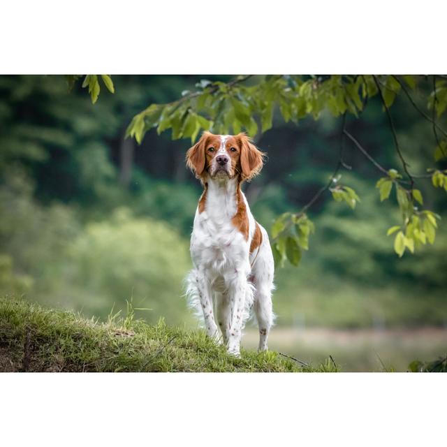 Brittany Spaniel Dog by Barbara Cerovsek - Wrapped Canvas Print 17 Stories Size: 81cm H x 122cm W on Productcaster.