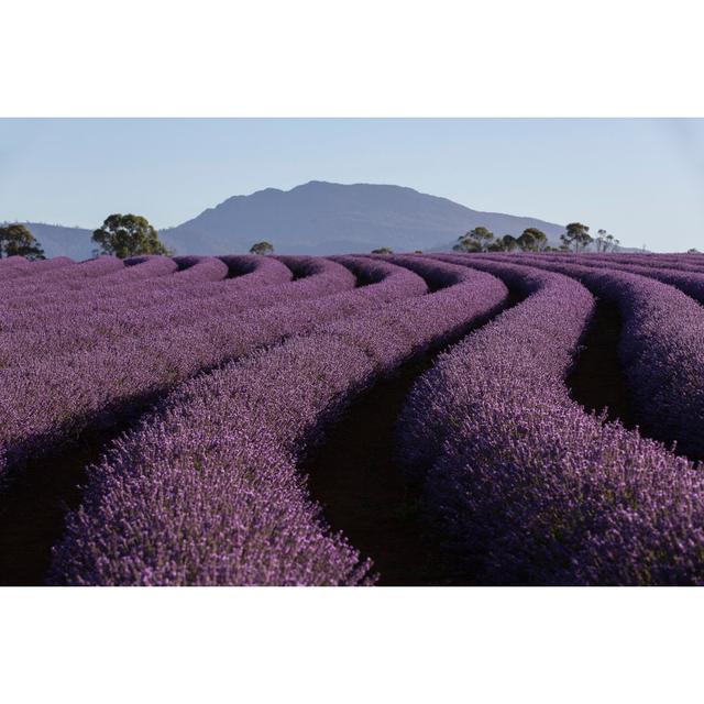 Hanif Bridestowe Lavender Farm, Tasmania - Wrapped Canvas Photograph Latitude Run Size: 61cm H x 91cm W x 3.8cm D on Productcaster.