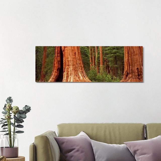 Giant Sequoia Trees In A Forest, California, USA Union Rustic Size: 40.64cm H x 121.92cm W x 1.91cm D on Productcaster.