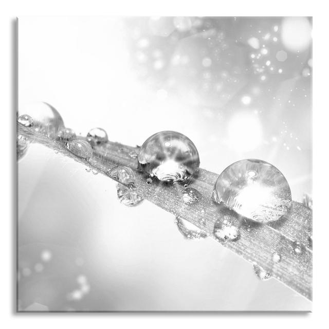 Dew Drops on Grass - Unframed Photograph on Glass Brayden Studio Size: 80cm H x 80cm W x 0.4cm D on Productcaster.