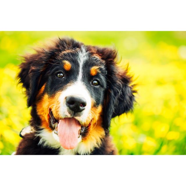 Bernese Mountain Dog by Bruev - Wrapped Canvas Print Marlow Home Co. Size: 61cm H x 91cm W on Productcaster.